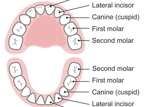 جدول دندان در آوردن
