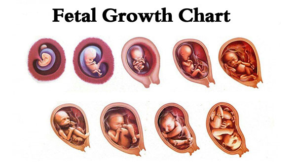 جدول رشد قد و وزن جنین