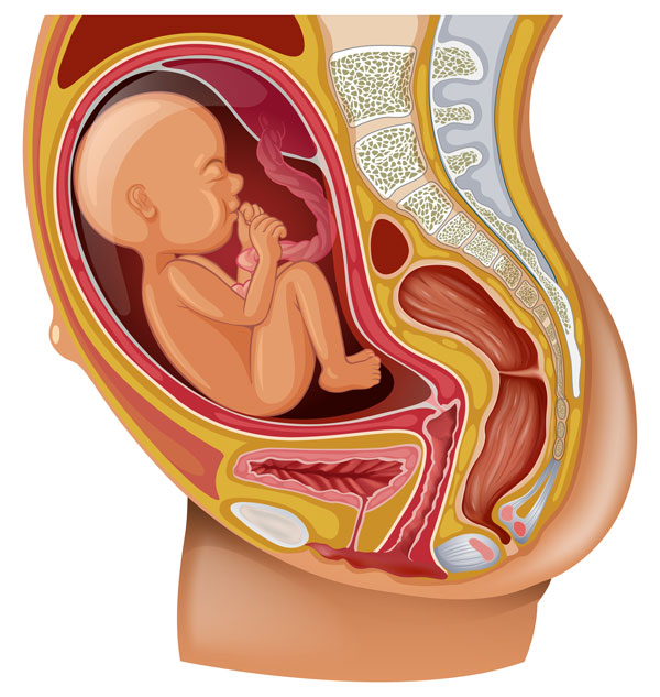 تشخیص وضعیت بریچ جنین