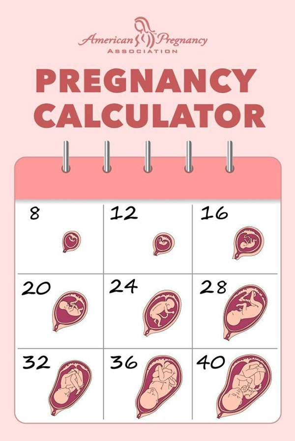 محاسبه هفته بارداری و تاریخ زایمان